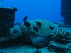 Turtle Cleaning Station - Off Oahu, Hawaii by Tricia Miller 
